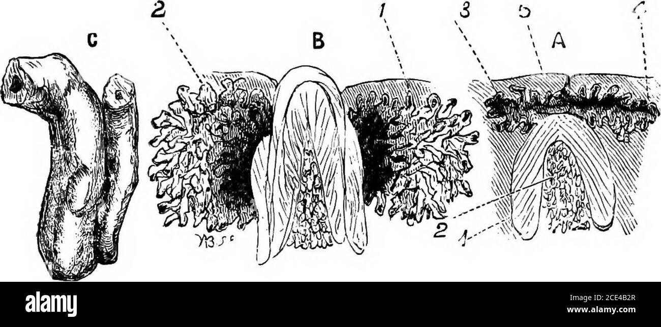 . The principles and practice of veterinary surgery . e permanent tooth is developed is a mere detachmentfrom the lining of the primitive groove, by the formation of a TEETH TUMOURS. 435 fold in the lining membrane, and that in this cavity a papillais formed exactly in the same way as in that of a temporarytooth. Now, I look upon the formation of these dental tumoursas being due to some eccentricity in this folding of the liningmembrane, by which the cavity of reserve is made up of severalfolds; that these folds become eventually separated from eachother, forming separate cavities of reserve; Stock Photo