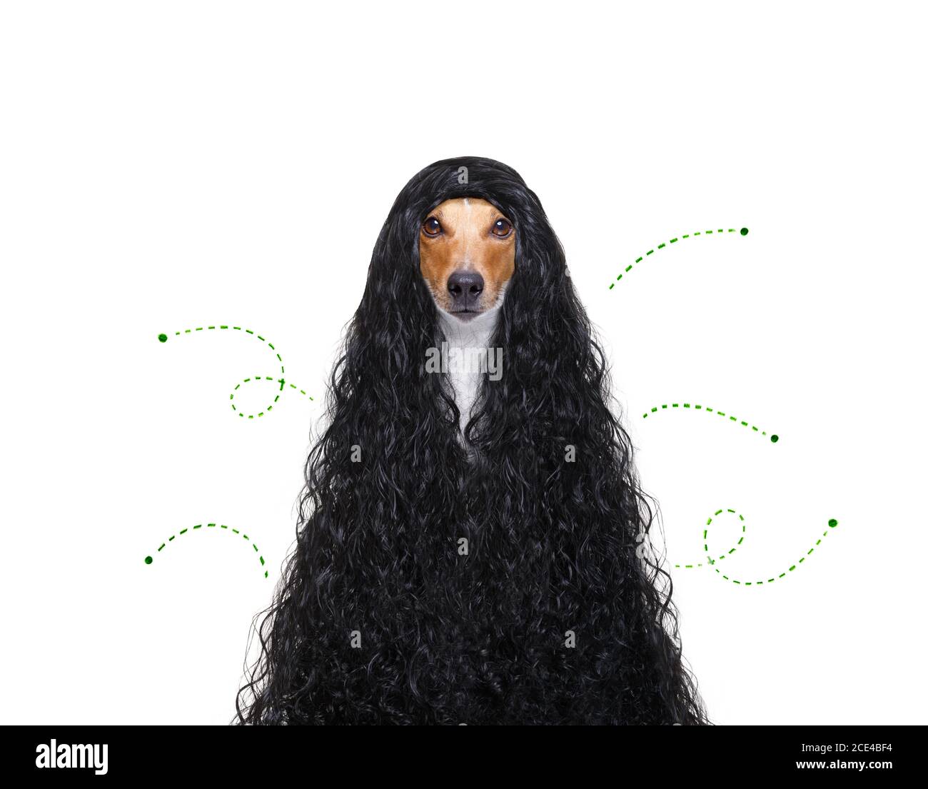 dog with fleas, ticks or insects Stock Photo - Alamy