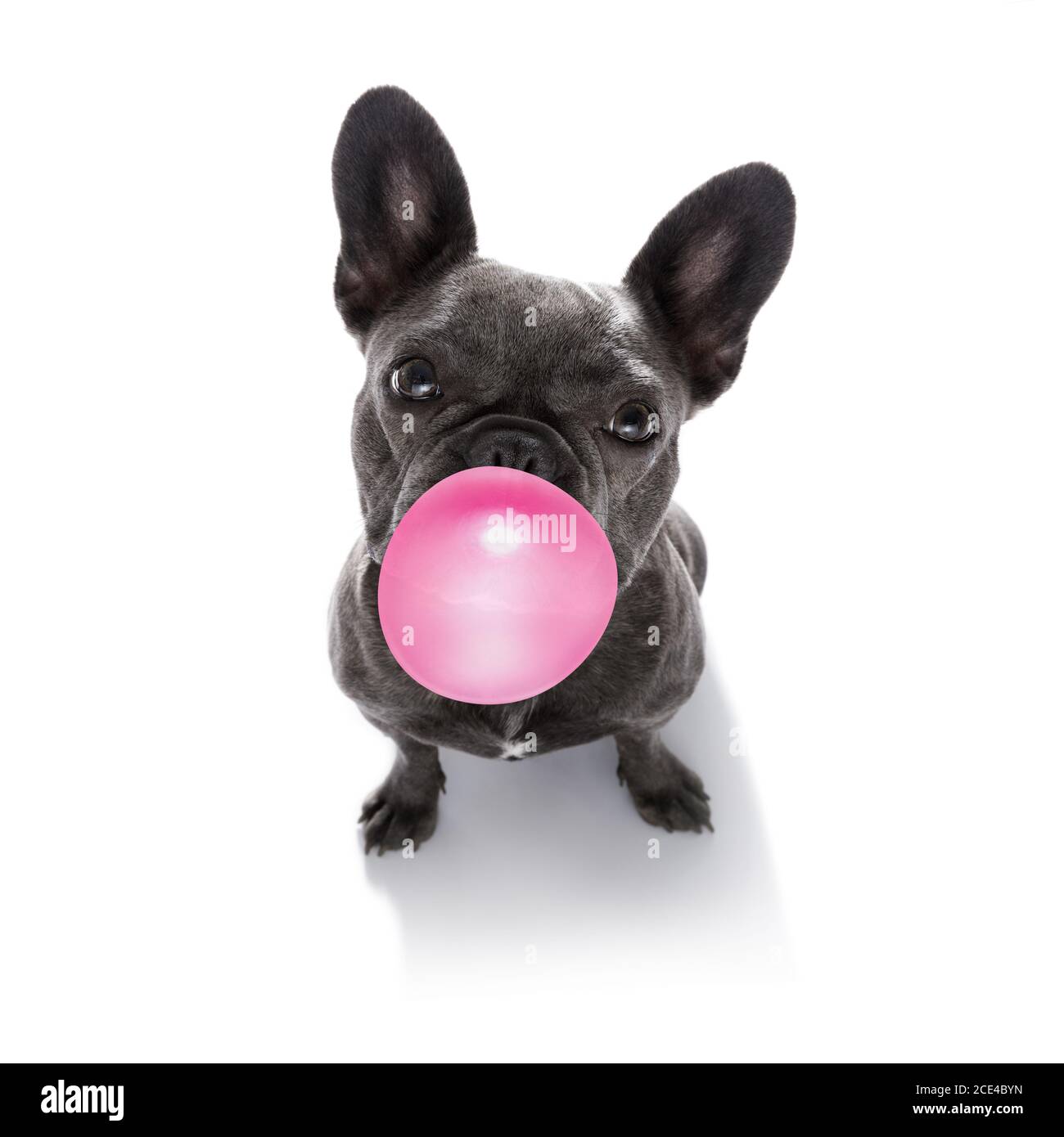 dog chewing bubble gum Stock Photo Alamy