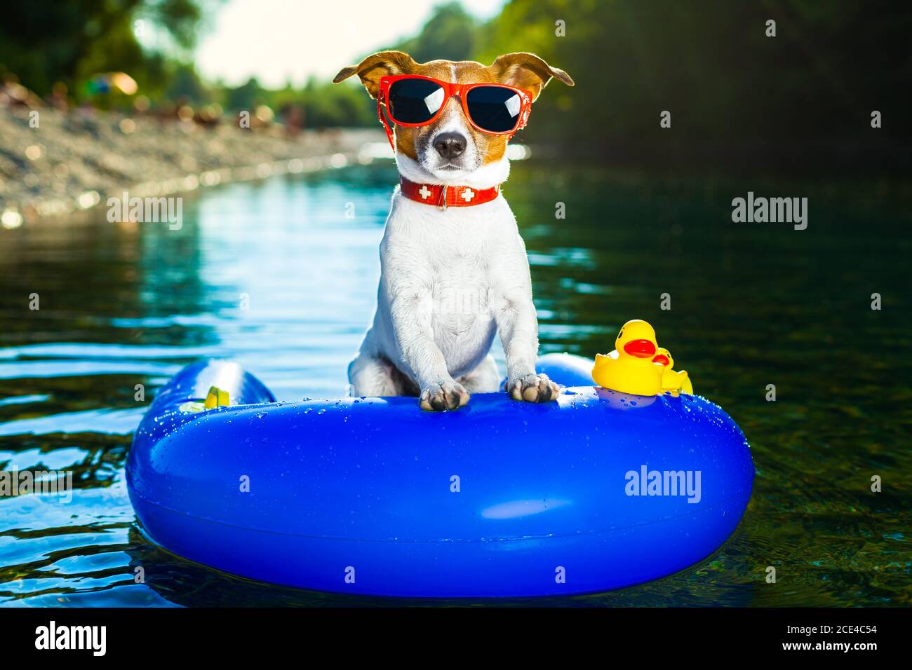 summer beach dog Stock Photo Alamy
