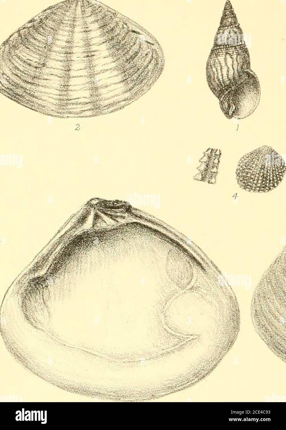 . Appendix to Marine shells of South Africa : a catalogue of all the known species : with references to figures in various works, descriptions of new species, and figures of such as are new, little known, or hitherto unfigured . VI. Fig. I. Bullia pustulosa. ,, 2. Marginella Ponsonbyi. ,, 3. Columbella Kitchingi.,,4. ,, pyramidalis. ,, 5. Scalaria simplex. ,, 6. Natica Queketti. „ 7. Latirus abnormis. „ 8. Cioniscus unilineatus. ,, g. Eulima simplex. ,, 10. Cioniscus pellucidus. ,, II. Odostomia lucida. ,, 12. Cerithiopsis lirata. ,, 13. „ exquisita. ,, 14. Clathurella verrucosa. ,, 15. Rissoa Stock Photo