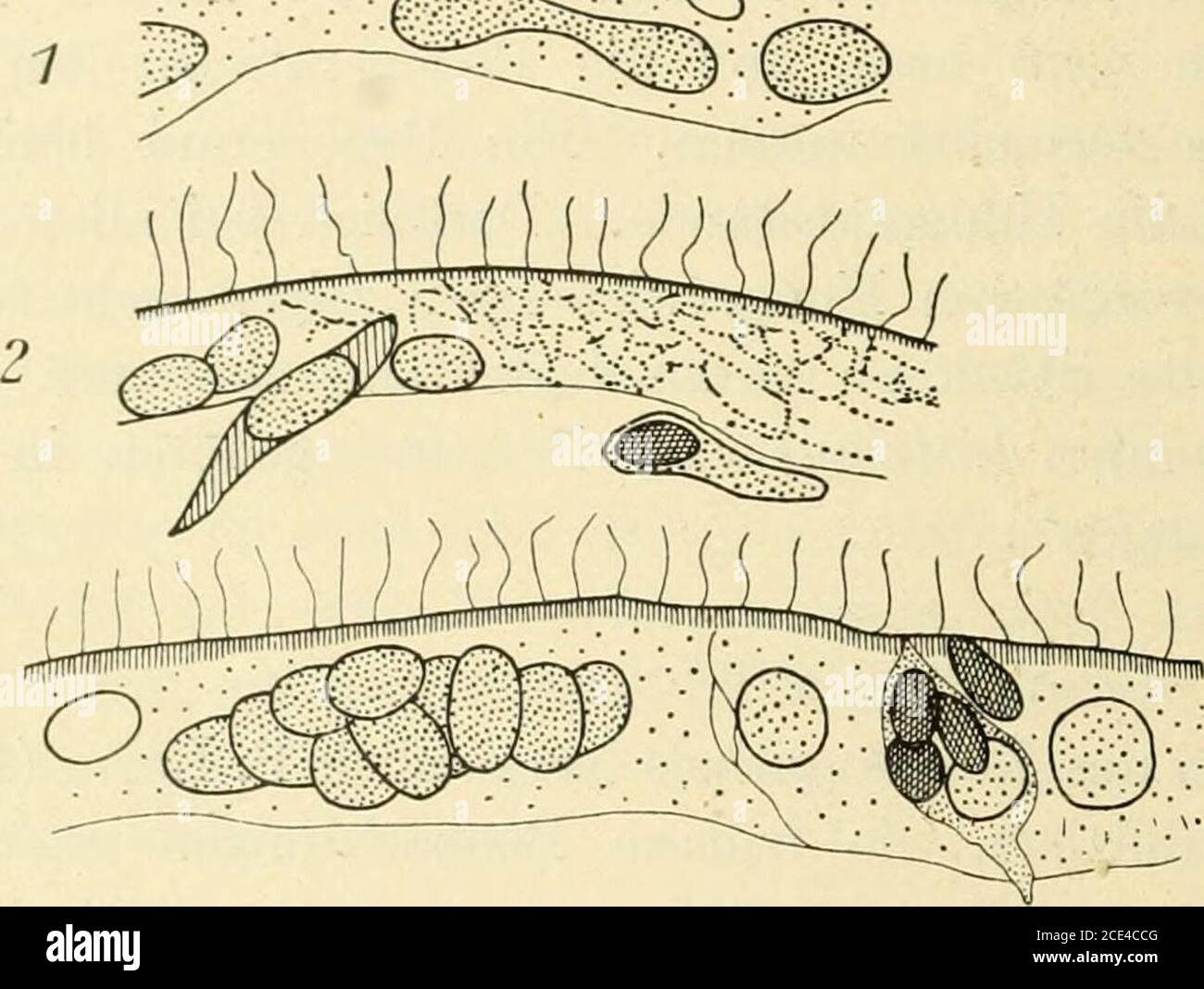 . Turbellaria . ese Anschauung bestätigt durch Unter-suchungen an Planaria siviplicissima, Planaria maculata und Planaria7fiorgani. Schultz (975) und Bardeen glauben, daß sich die Epithel-zellen einfach durch amitotische Teilung vermehren, und daß sich dadurchdem Wachstum des Regenerates entsprechend, das Körperepithel ver-größert. 3274 Lang (I.e.) findet, daß sich bei Planaria luguhris die Wunde sehrbald provisorisch schließt. Sofort nach der Operation ziehen sich, wienach jeder Verwundung einer Planarie, die Wundränder infolge der Kon-traktion der Kingmuskulatur zusammen, die Wunde verkleine Stock Photo