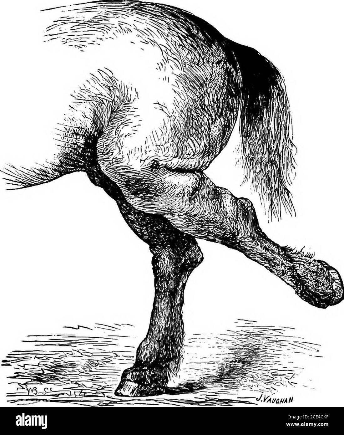 . The principles and practice of veterinary surgery . t of the stifle or the gastrocnemii were injured,the tendo-achilles fell into a relaxed condition when the limbwas elevated from the ground. Figure 49 is from life, drawn by Professor Vaughan, whena student of the College. The horse was an ill-lookinglong-legged cart-horse, very subject to rheumatic attacks, forwhich Mr. Cunningham of Slateford had repeatedly attendedhim. Towards the end of 1871 he was found one morning tobe very lame, and when he attempted to move, the near hindleg was thrown upwards and backwards with great violence; atth Stock Photo