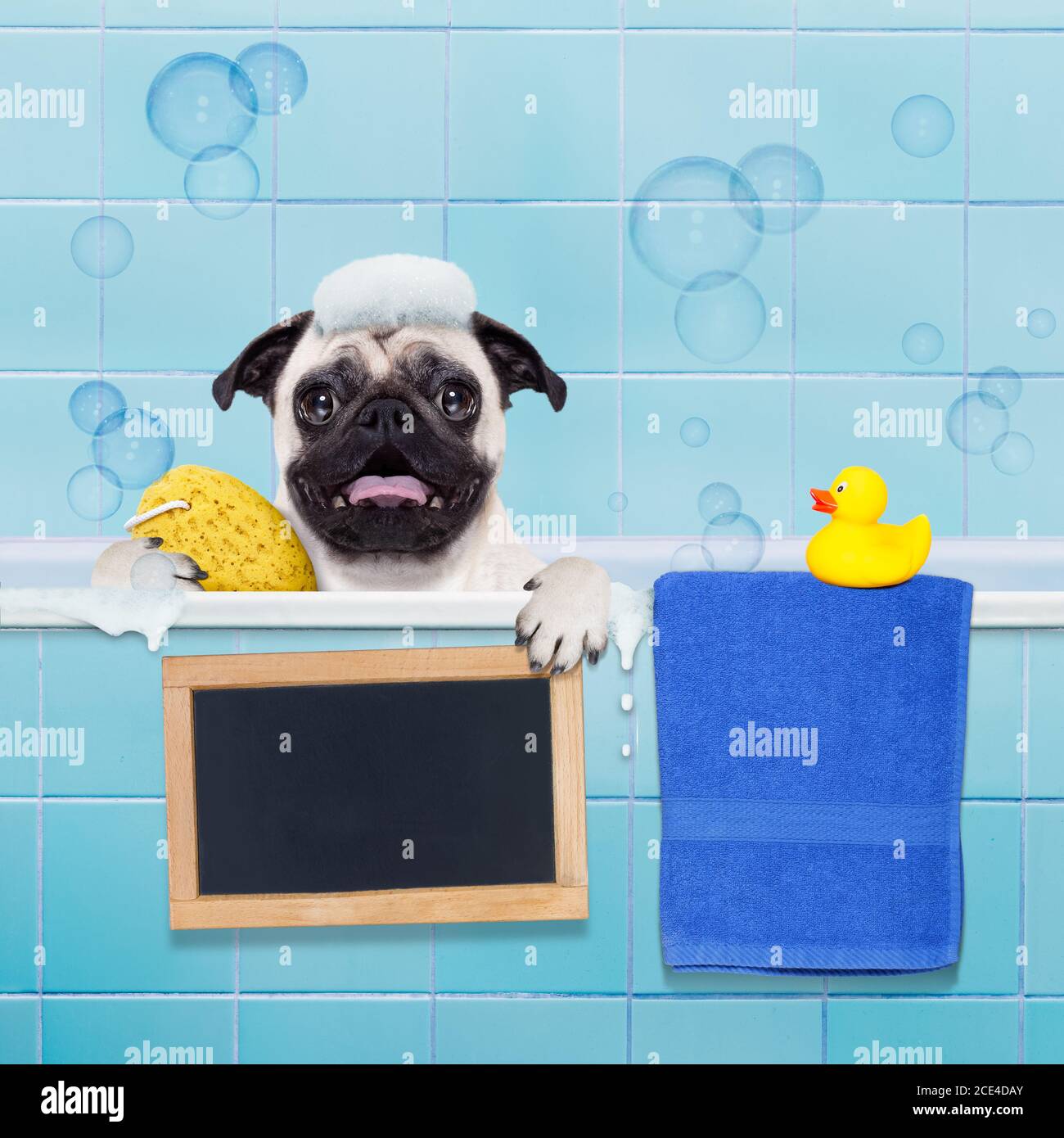 dog in shower Stock Photo Alamy