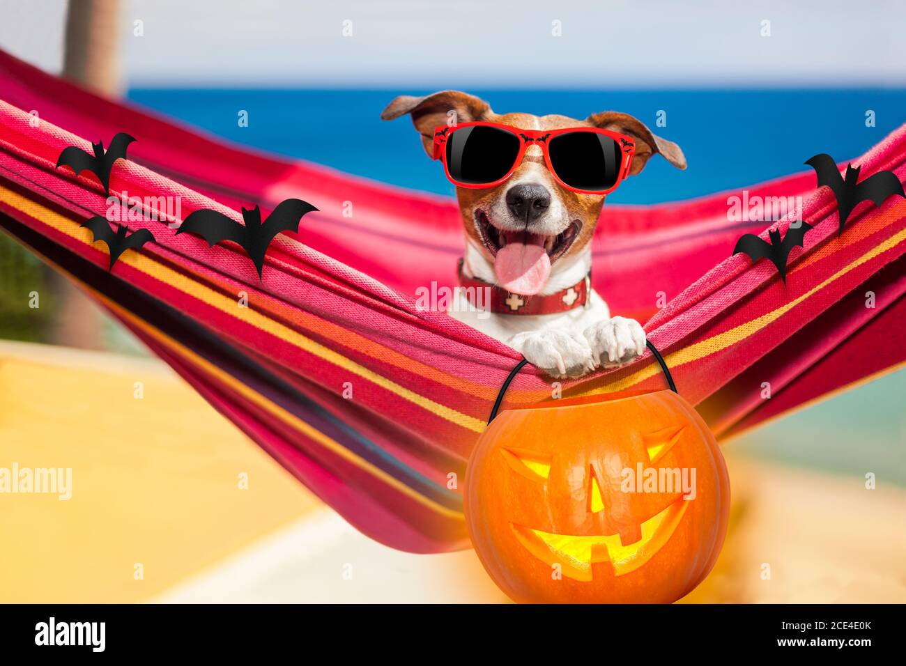 dog on hammock