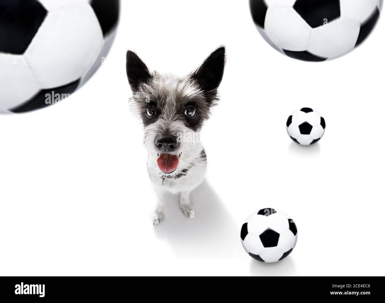 soccer football dog Stock Photo Alamy
