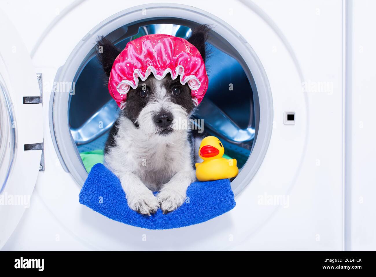 Dog washing machine hires stock photography and images Alamy