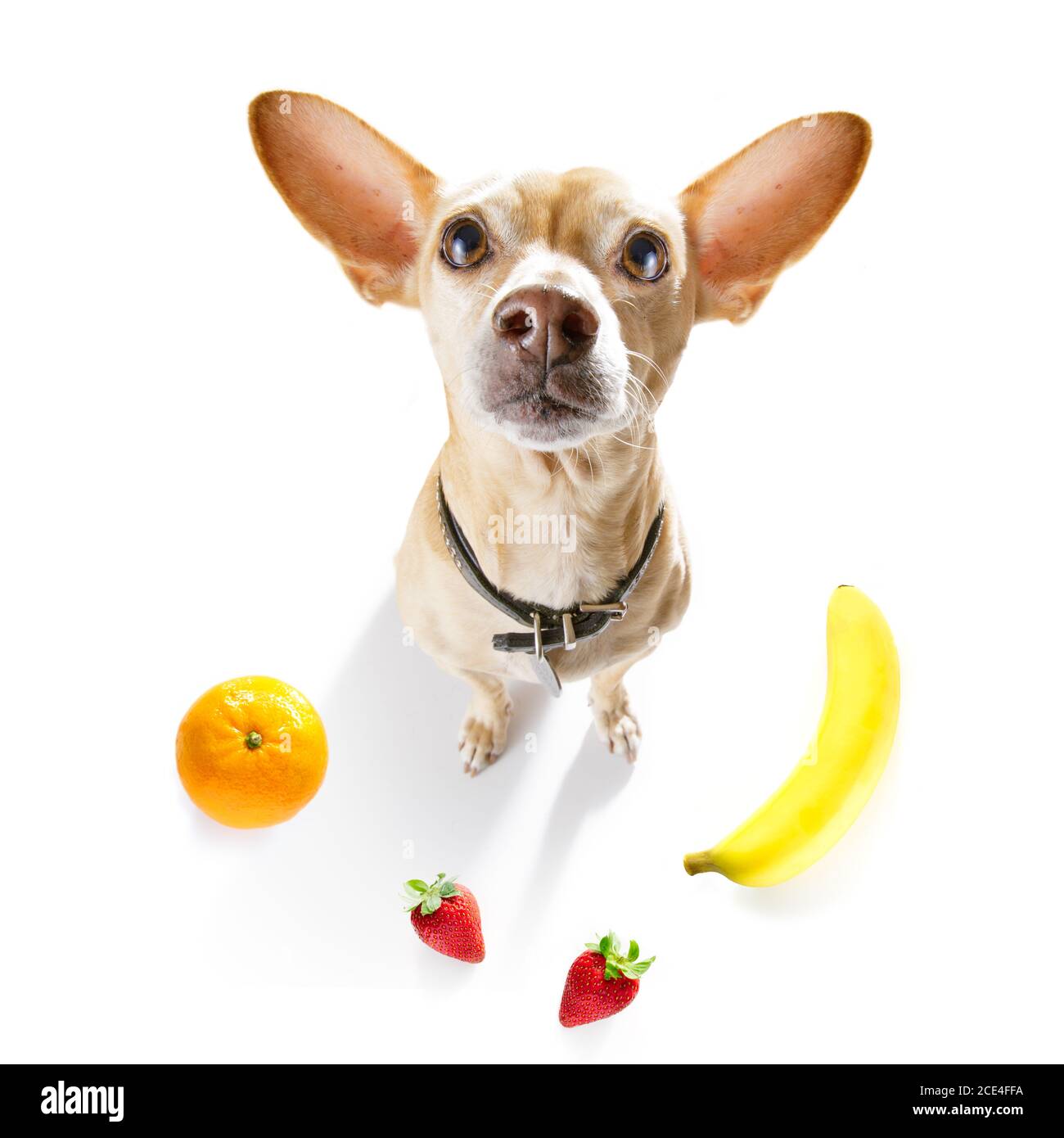 hungry dog with vegan healthy fruit Stock Photo