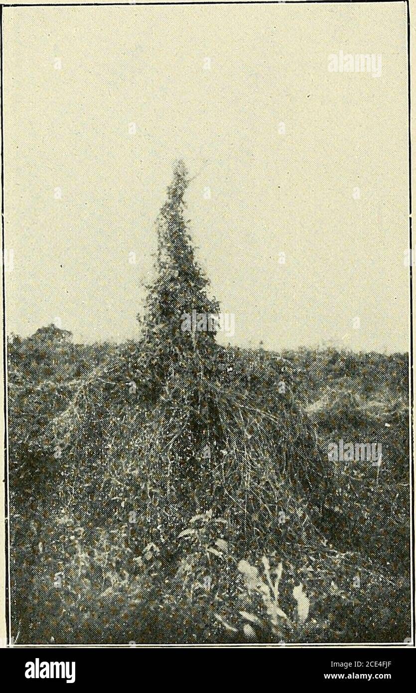 . Bulletin de la Société botanique de Genève . ns lart de saccrocher, le type Rubus de chez nous. Le S. jasminifolium var. boer-Iiaviœfolimn (Sendt.) Bitter estune plante de bosquets et deforêts que nous avons beaucouprencontrée (Caacupé, Altos,Paraguari, Sapucay, San Igna-cio^) qui, au soleil, nest guèrevolubile et se maintient commebuisson, mais qui dans les bos-quets grimpe à la façon duneClématite par les pétioles hap-totropiques de ses feuilles sim-ples. Le caractère sarmenteuxde cette plante a déjà été signalépar Darwin {Joum. Linn. Soc.IX (j865) 1. c. 57) puis parSchenck (Biol. d. Liane Stock Photo