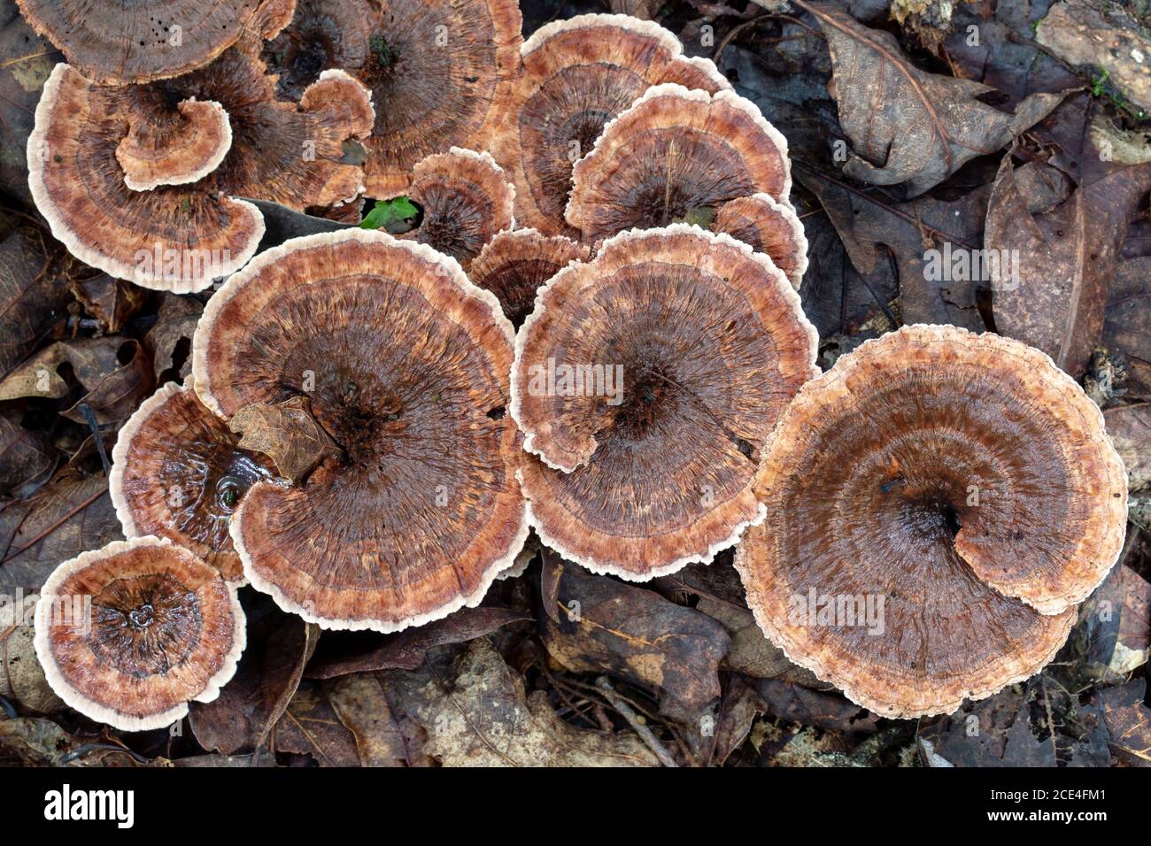 Zoned Tooth Fungi (Hydnellum concrescens) - Pisgah National Forest, near Brevard, North Carolina, USA Stock Photo