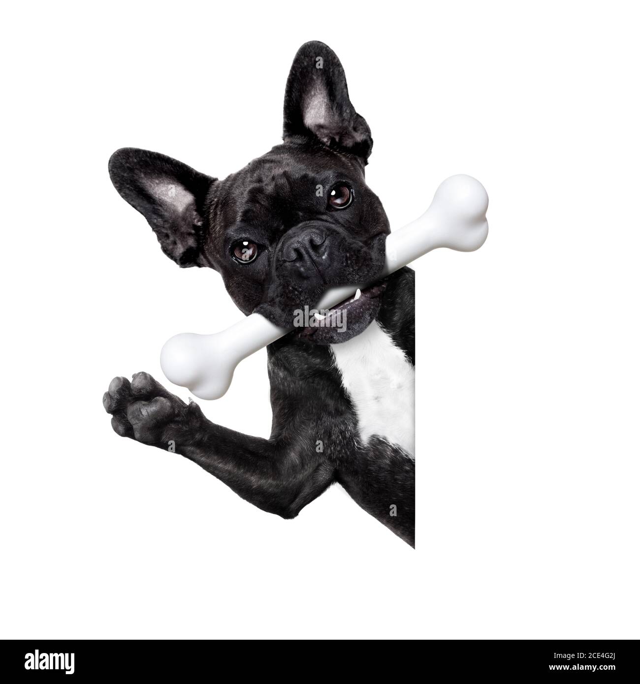 dog with bone Stock Photo Alamy