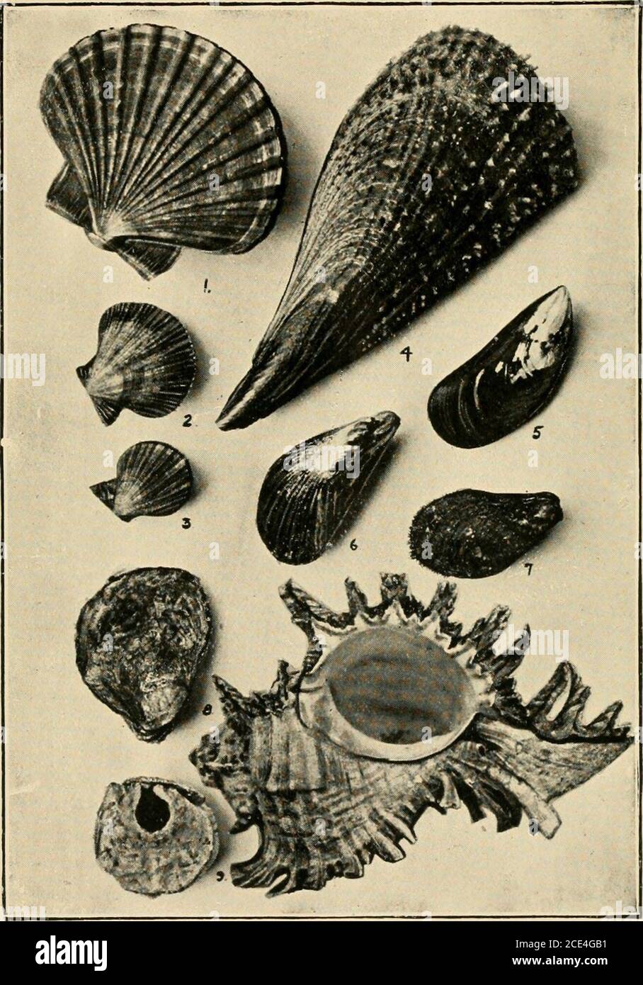 . Beautiful shells of New Zealand : an illustrated work for amateur collectors of New Zealand marine shells, with directions for collecting and cleaning them . iculina6—Rhynchoiiella nigricans7—TerebTatella sanguinea8—Lithophago truncatay—Venerapis reflexa10—Venerupis elegans11—Divaricella cumingi ..12—Venericardia australis 15—Chione crassa 14—Tapes intermedia15—Dosinia australis16—Dosinia subrosea17—Barbatia decussata ...18—Solenomya parkinsoni Page Page ... 37 19—M-odiolaria impacta .. ... 40 ... 37 20—Lima buUata ... 41 ... 37 21—Lima zelandica ... 41 ... 37 22—Sub-emarginula intermedia 41 Stock Photo