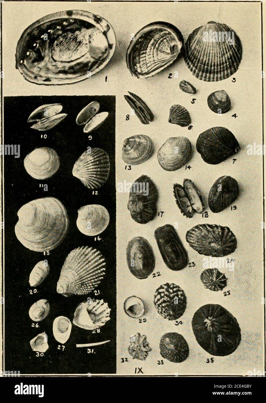 . Beautiful shells of New Zealand : an illustrated work for amateur collectors of New Zealand marine shells, with directions for collecting and cleaning them . Lifca&lt; VIII. Page 1âBarnea similis .. 32 2âPholadidea tridens .. 32 3âPanopea zelandica .. 32 4âCoclilodesma angasi ... .. 32 5âCorbula zelandica .. 33 6âSaxicava arctica .. 33 7âMyodora striata .. 33 8âMyodora boltoni .. 33 9âMactra discors .. 33 10âMactra aeqnilatera .. 33 11âStandella ovata .. 33 12âStandella elongata .. 34 13âResania lanceolata .. 34 14âZenatia acinaces . 34 15âPsammobia stangeri ... .. 34 16âSolenotellina nitida Stock Photo