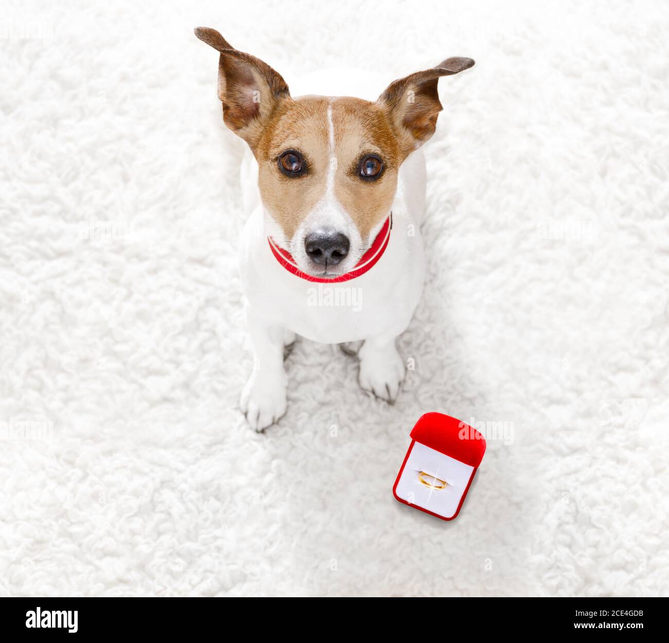 wedding proposal dog with marraige ring Stock Photo - Alamy