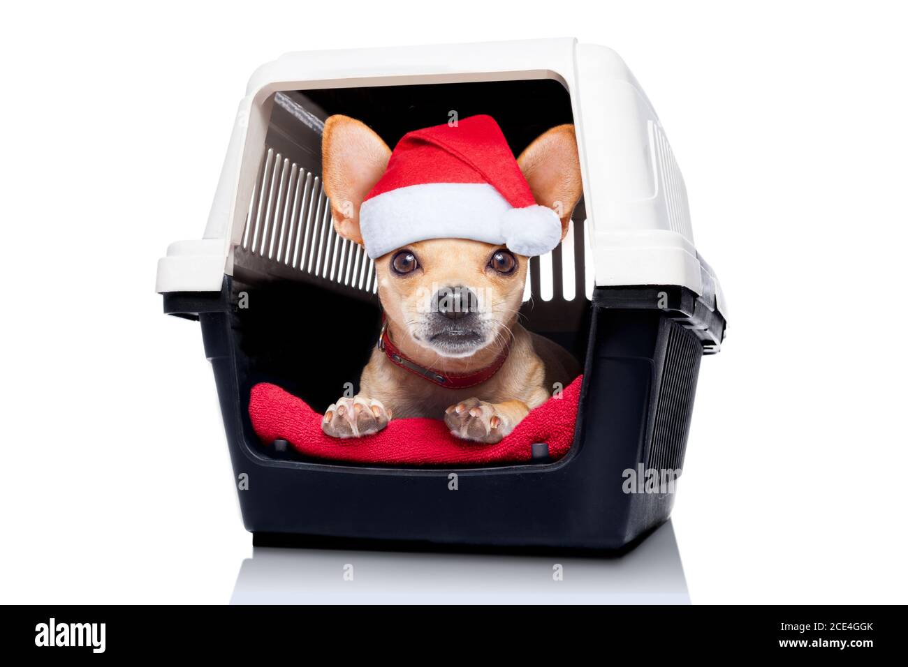 dog crate box Stock Photo Alamy