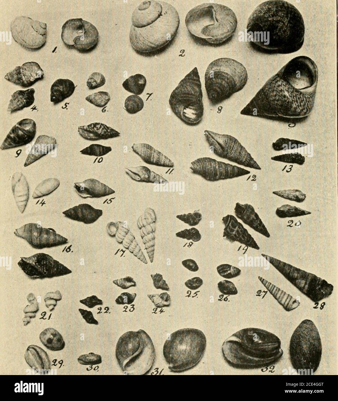 . Beautiful shells of New Zealand : an illustrated work for amateur collectors of New Zealand marine shells, with directions for collecting and cleaning them . 1—Calliostoma tigris2—Calliostoma selectuni3—Calliostoma pellucidum4—Calliostoma punctulatum5—Trochus viridis ...6—Trochus tiaratus7—Ethalia zelandica8—Natica zelandica...9—Nerita nigra Page 232424242424252525 Page 10—Ami)hil)&lt;)la crenata 26 11—Moiiocloiita subrostrata ... 26 12—Miinodouta aethiops 26 13—Monodoiita nigerrima .. 26 14—Monodonta lugubris 26 15—Turbo granosus 26 16 and 17—Turbo helicinus ... 27 18—Astralium sulcatum 27 Stock Photo