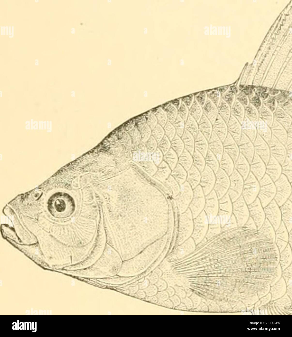 . American fishes; a popular treatise upon the game and food fishes of North America, with especial reference to habits and methods of capture . aris, the Karausche of Germany, oftencalled the Crucian Carp or German Carp, is as protean in its forms asCyprinus carpio itself, and probably found its way from the far East inmuch the same manner : a large-headed form, C. gihclio, is often calledthe Prussian Carp, and a specially differentiated type, C. buccphalits, livesonly in the warm springs of Macedonia. The Gold Cari^ or Gold-fish isbelieved by some competent ichthyologists to be simply a vari Stock Photo