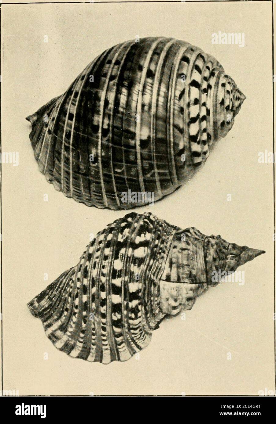 . Beautiful shells of New Zealand : an illustrated work for amateur collectors of New Zealand marine shells, with directions for collecting and cleaning them . 1—Murex zelandicus2—Murex octogonus 3—Murex eos A—Trophon stangeri5—Trophon ambiguus6—Trophon cheesemani7—Ancilla australis Page 15161616161717 8 and 9—Purpura suceincta10—Purpura scobina11—Purpura haustrum12—Scaphella pacifica13—Scaphella gracilis14—Mitra melaniana Page 17 17, 17. 18 18, 18 PLATE Ml,. Dolium variegatumLotorium rubicundum Page . 1819 PLATE IV. Stock Photo