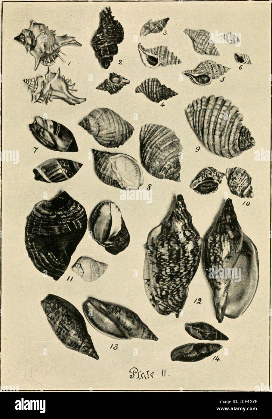. Beautiful shells of New Zealand : an illustrated work for amateur collectors of New Zealand marine shells, with directions for collecting and cleaning them . Argonauta nodosaBpirula peroni Page ... 14... 15 PLATE II,. 1—Murex zelandicus2—Murex octogonus 3—Murex eos A—Trophon stangeri5—Trophon ambiguus6—Trophon cheesemani7—Ancilla australis Page 15161616161717 8 and 9—Purpura suceincta10—Purpura scobina11—Purpura haustrum12—Scaphella pacifica13—Scaphella gracilis14—Mitra melaniana Page 17 17, 17. 18 18, 18 PLATE Ml, Stock Photo
