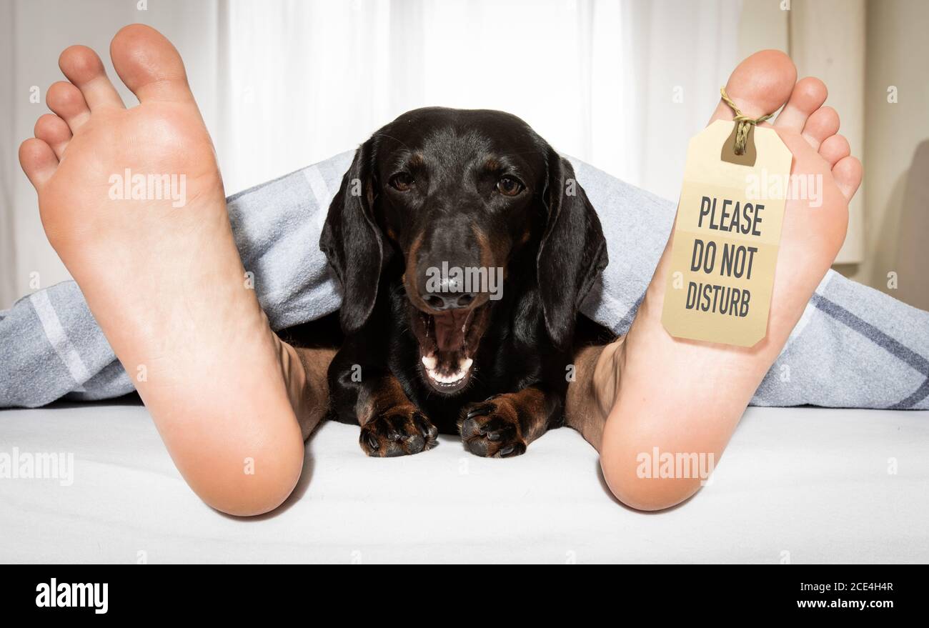 sleeping dog and owner in bed Stock Photo Alamy