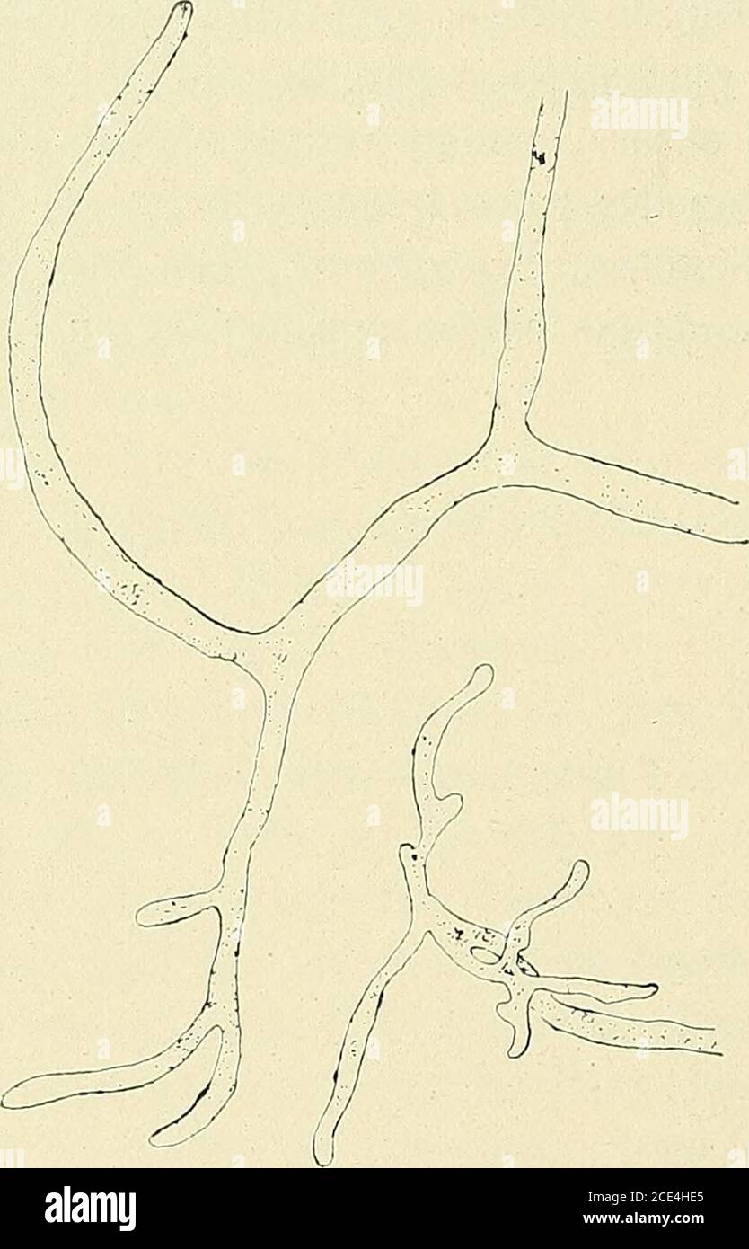 . Bulletin de la Société botanique de Genève . e novembre derniei, jai trié, à partir dune terre prélevéeau Salève (sur terrain molassique au-dessus du Coin) un curieux champignon Phycoinycète. Il se développe sous for-me de filaments non cloi-sonnés, ramifiés, à plasmafortement granuleux, sou-vent en mouvement. Quel-quefois, on trouve des pro-longements senroulant au-tour de filaments voisins(fig. 1). Mais, ce qui estcurieux, cest labsence dor-ganes de reproduction, bienque ce inycète soit fort pro-bablement une Mucorinée. Dans le but de le fairefructifier, je lai cultivé surdifférents milieu Stock Photo