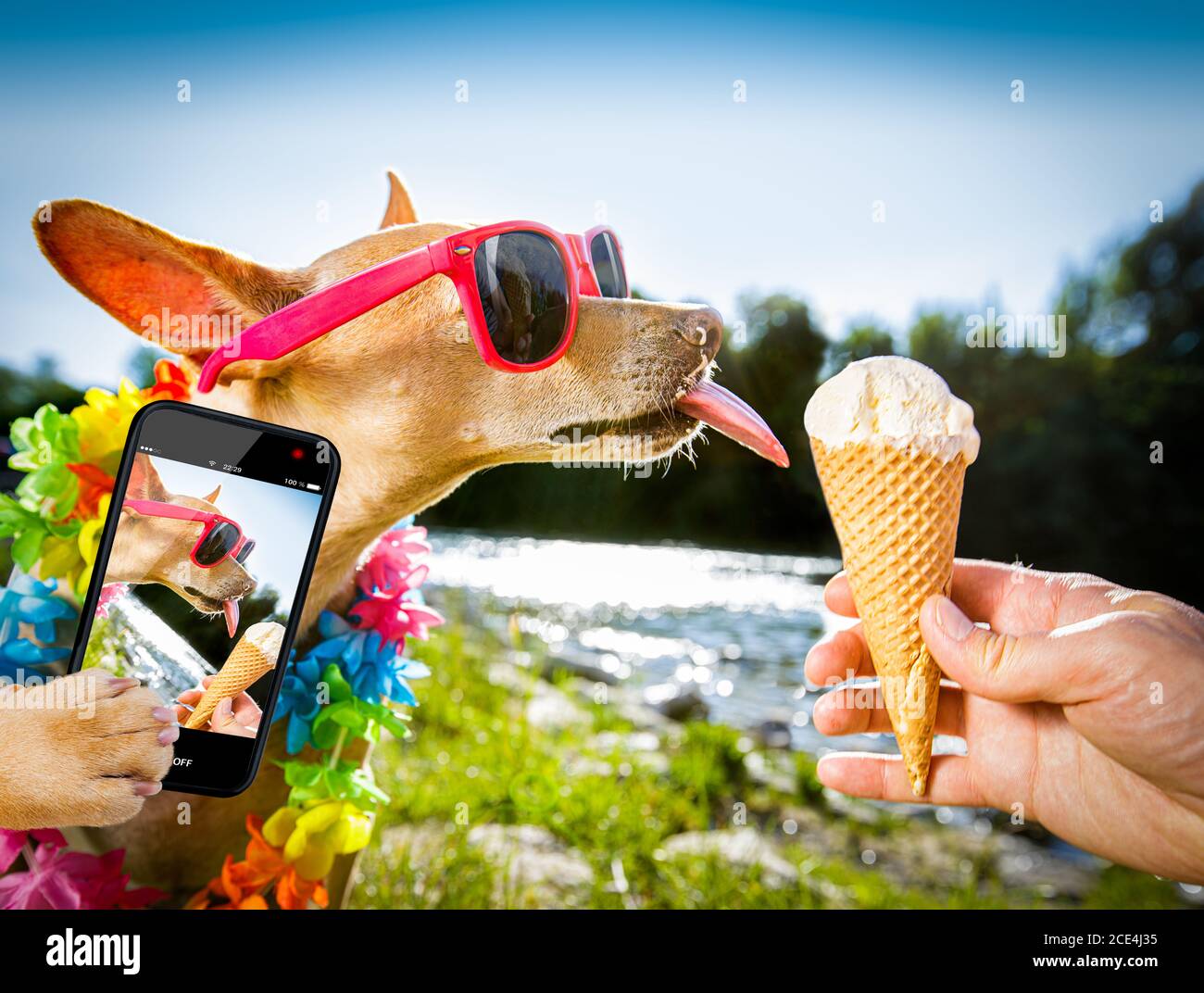 Ice cream licking dog hires stock photography and images Alamy
