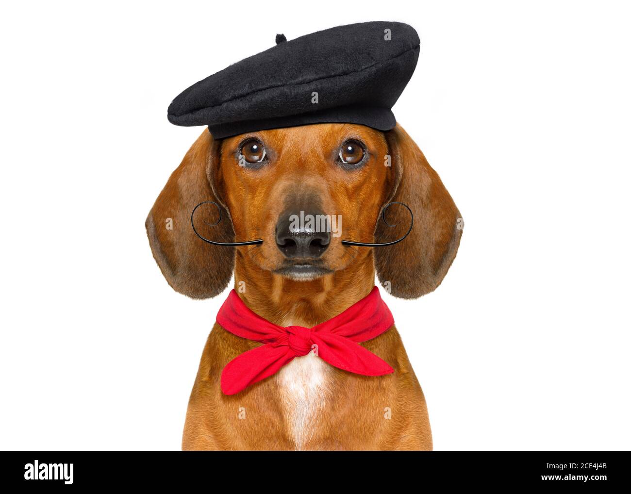 french sausage dog Stock Photo Alamy