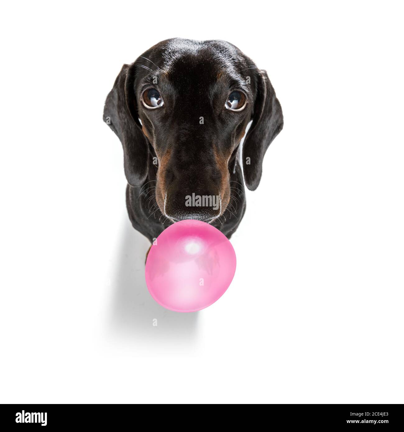 dog chewing bubble gum Stock Photo Alamy