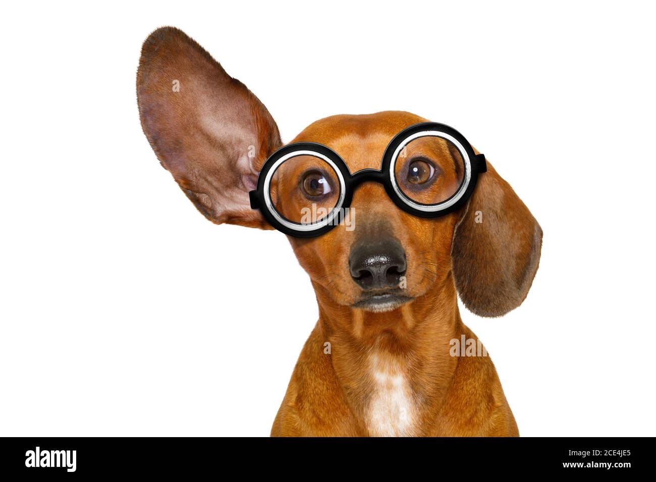 dog listening carefully Stock Photo Alamy