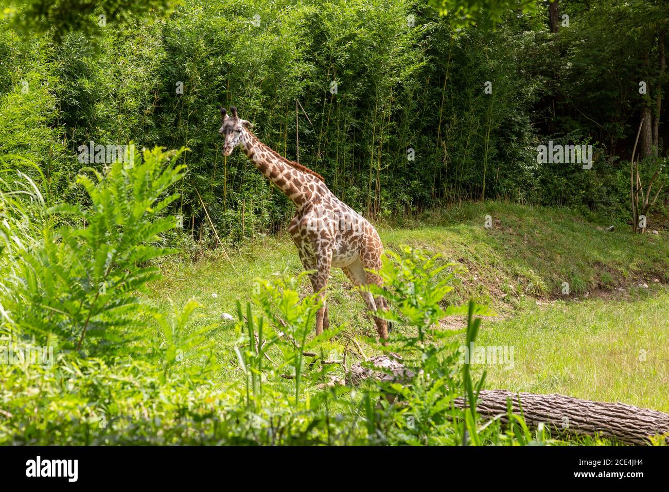 A giraffe walks through his enclosure at the Cincinnati Zoo. Stock Photo