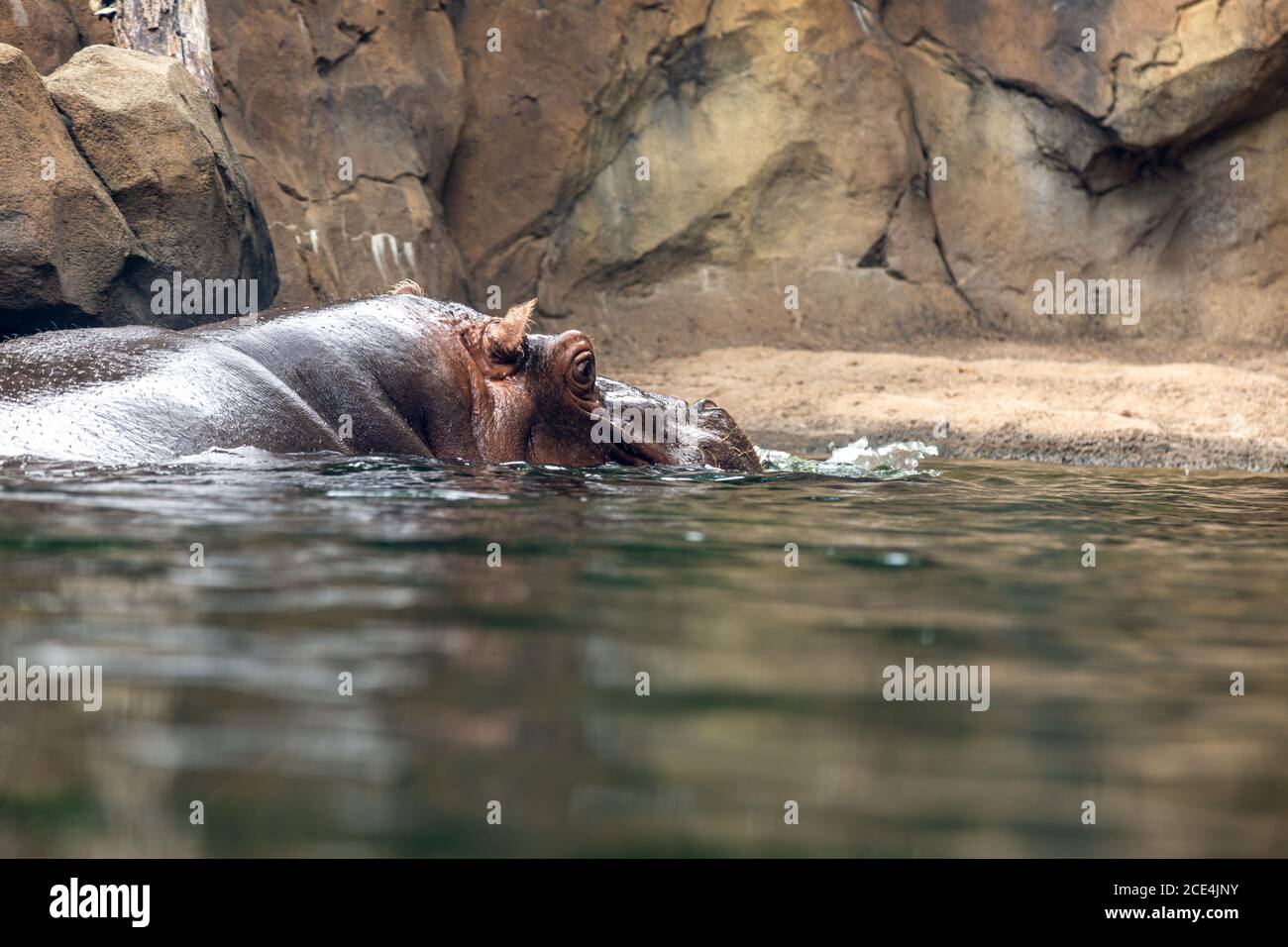 A hippopotamus glides through the water of his enclosure at the Cincinnati Zoo. Stock Photo
