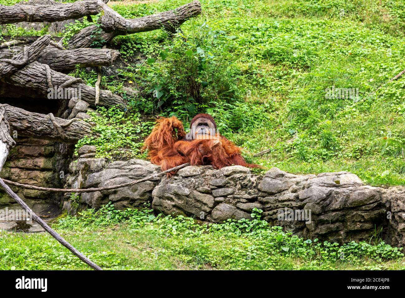 An orangutan poses for a picture at the Cincinnati Zoo. Stock Photo