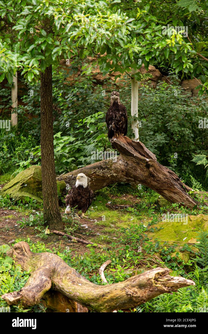 A pair of captive bald eagles stand in their enclosure at the Cincinnati Zoo. Stock Photo