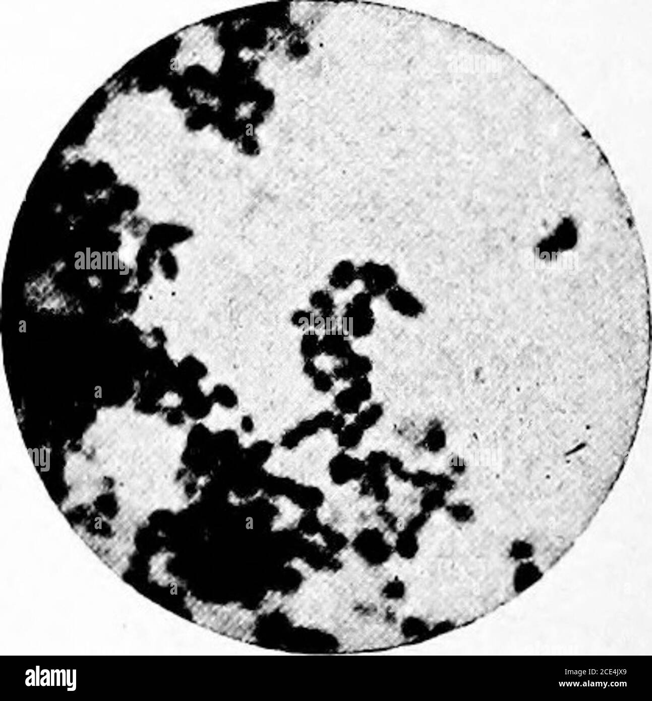 . Pathogenic microörganisms; a practical manual for students, physicians, and health officers . Fig. 118.—B. diphtherise. Forty-eighthours agar culture. Thick, Indian-clubbed rods and moderate number ofsegments. One year on artificial culturemedia. X 1410 diameters.. Fig. 120.—B. diphtherise. Twenty-fourhours agar culture. Coccus forms. Seg-mented granular forms on Lofflers serum.Only variety found; in cases of diphtheriaat Childrens Home. X 1410 diameters. GROWTH OP CVLTVRE MEDIA 295 and the staining, when it does occur, is frequently not at all character-istic. The same round or oval bodies Stock Photo