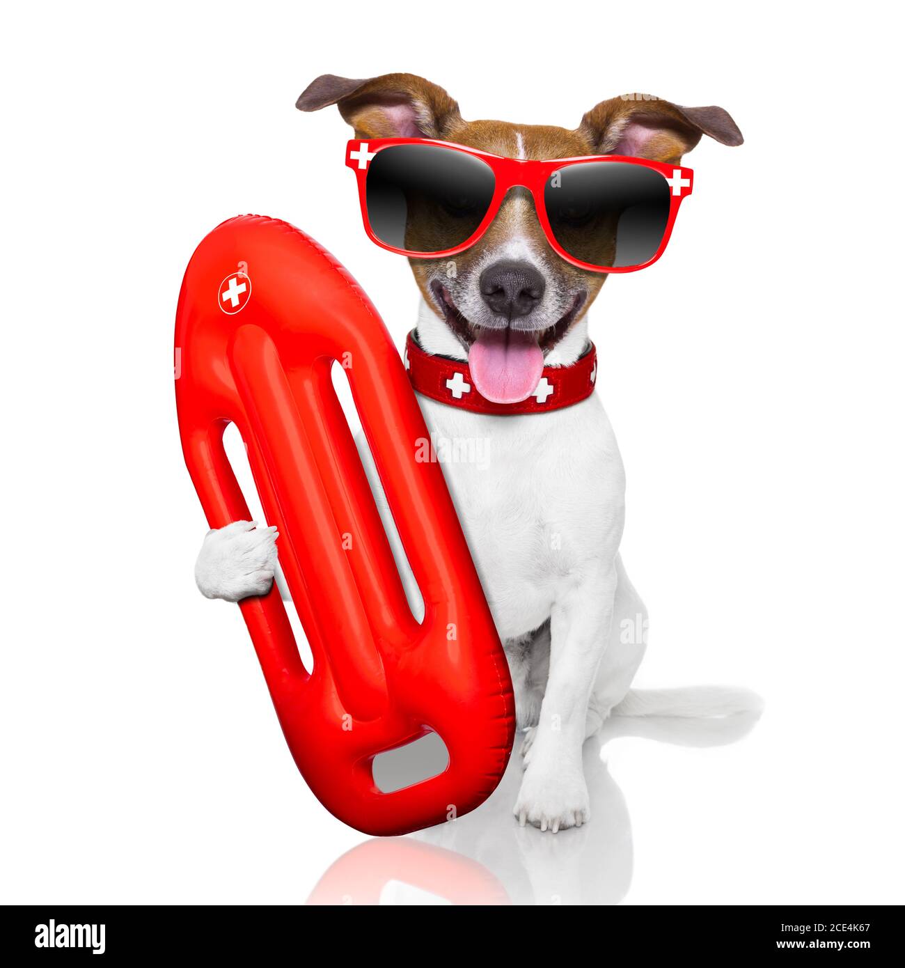 Lifeguard dog hi-res stock photography and images - Alamy