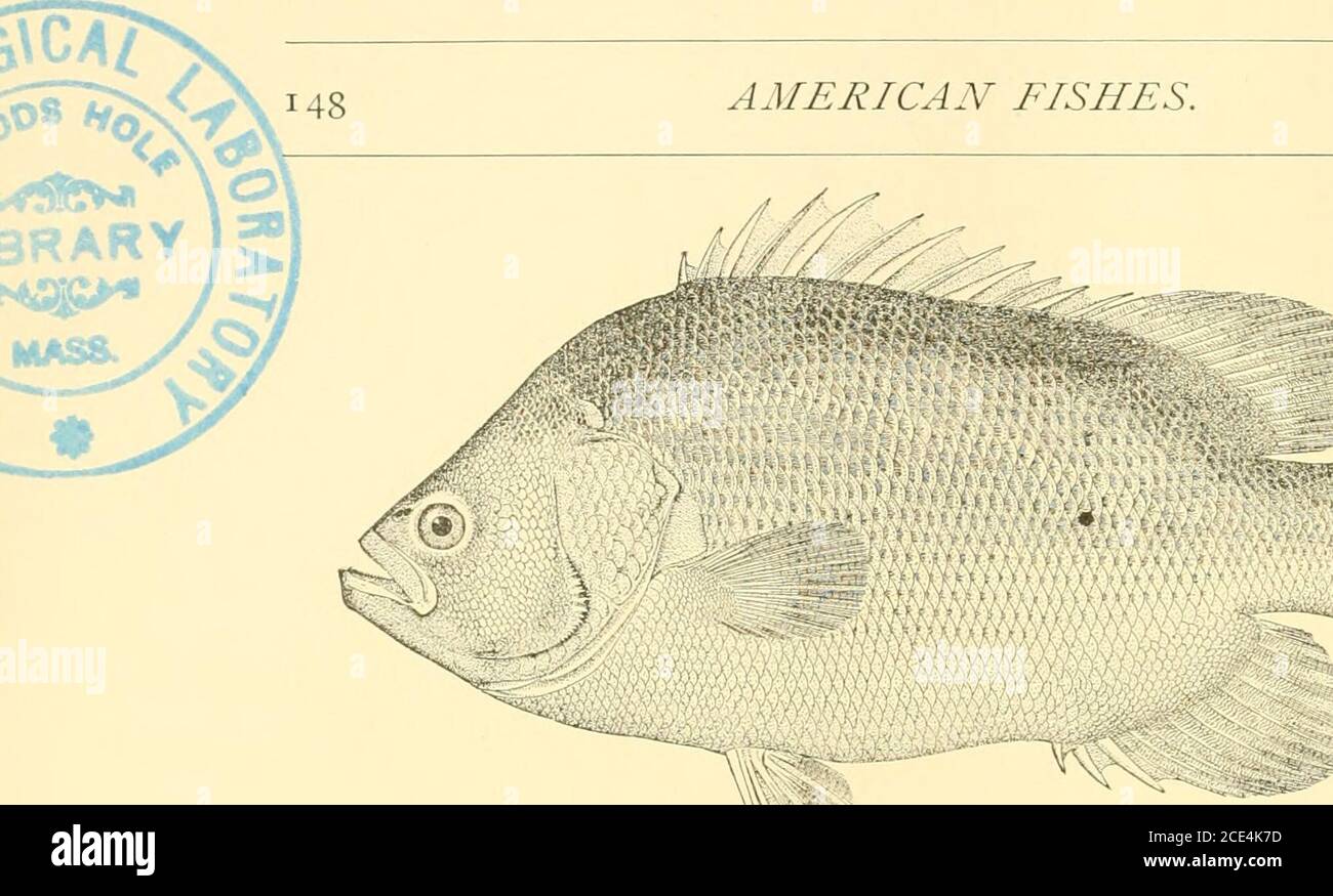 . American fishes; a popular treatise upon the game and food fishes of North America, with especial reference to habits and methods of capture . cellentpan-fish, selling readily in market. This species is known to the fishermen of the St. Johns and IndianRivers, Fla., under the name Angel-fish. Holbrook states that it ap-pears on the shores of South Carolina in May and June, and is then takenin considerable numbers with the sei.e. Jordan states that it is commonat Beaufort, X. C, where it is used as a food-fish. Lugger remarks thatit is not uncommon in the salt-water region near the entrance t Stock Photo