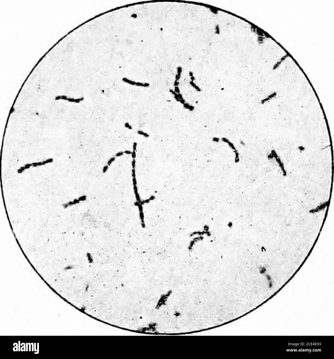 . Pathogenic microörganisms; a practical manual for students, physicians, and health officers . Fig. 104.—Streptococci from solidifiedserum culture appearing mostly in diplo-cocci. X 1000 diameters.. Fig. 105.—Streptococci in throat exu-date smeared on cover-glass. X lOOUdiameters. Staining.—^They stain readily by aniUne colors and the pyogenicvarieties give a positive reaction by Grams method. Some species,mostly saprophytic, growing in short chains are negative to Gramsstain. Biology.—Streptococci of this type grow readily in various liquid andsolid culture media. The most favorable tempera Stock Photo
