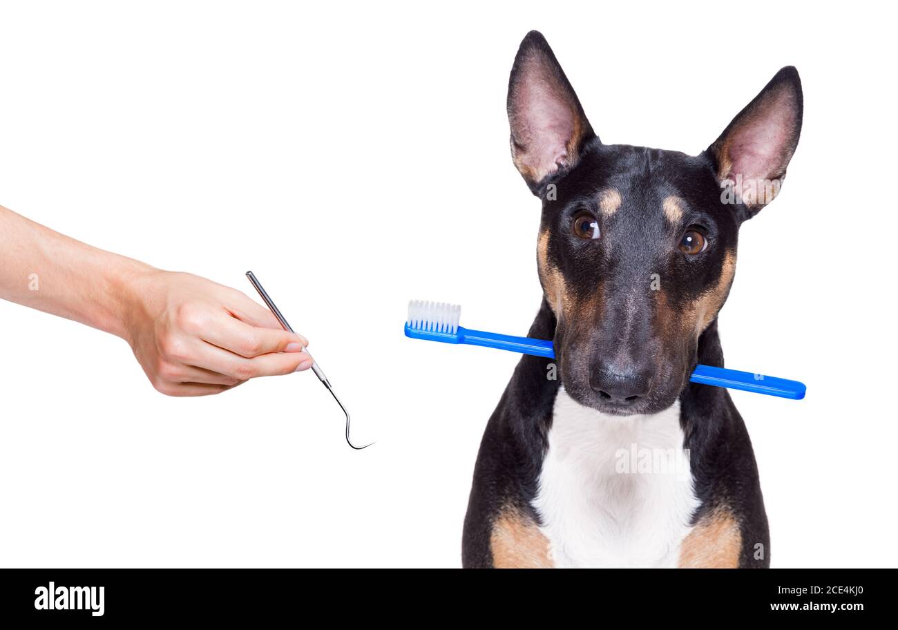 dental toothbrush dog Stock Photo Alamy