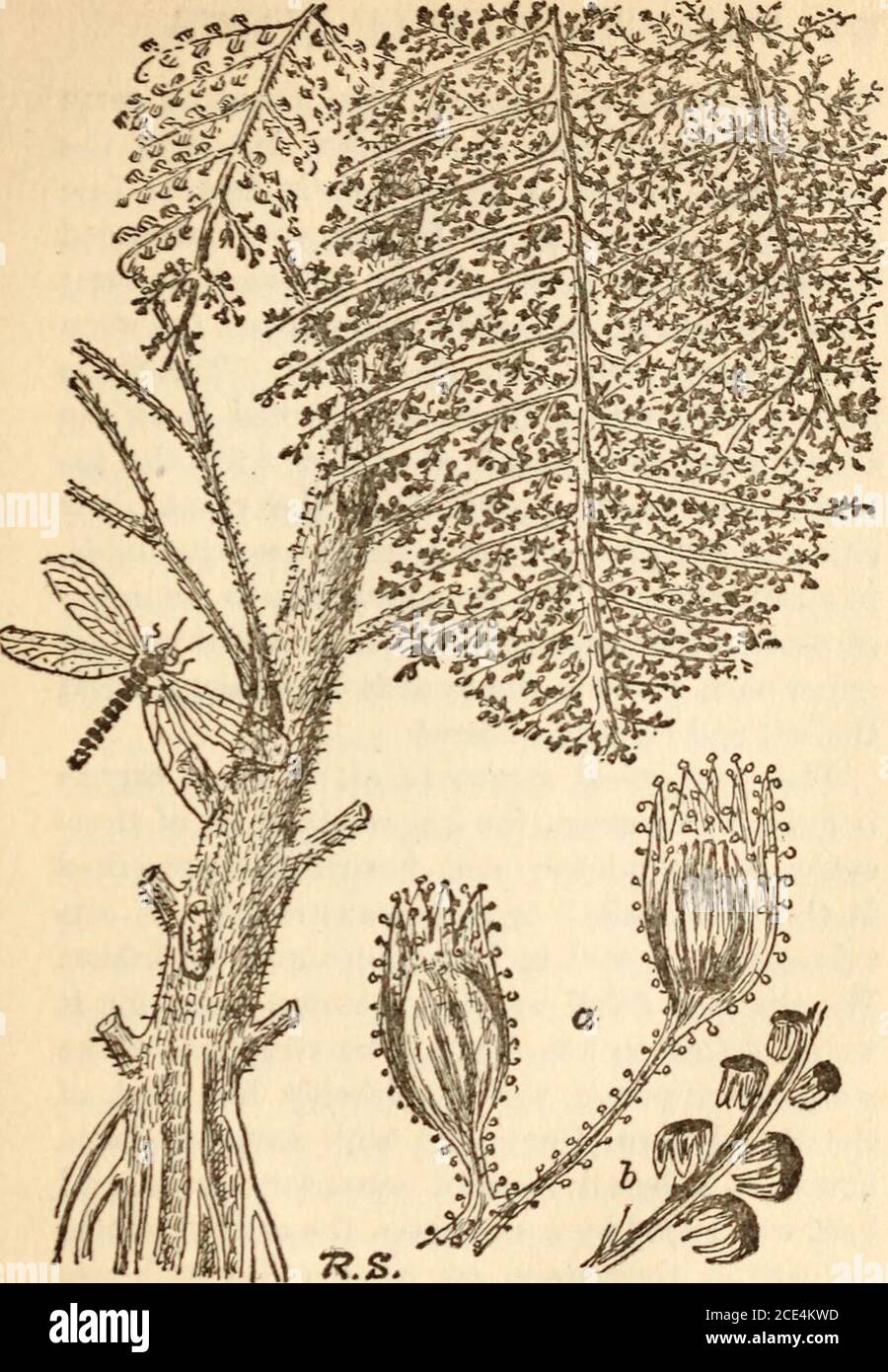 . Evolution of plants . 1905. We will not, however,follow historically the stages of reconstruction,but will briefly give the results as they nowstand. Lyginodendron oldhamium, a plant of theLower and Middle Coal Measures, has beendescribed as a little Tree-fern in habit; thestem was long and slender, seldom reaching twoinches in diameter. It is possible that it maynot have been upright, and that it supporteditself with the help of stronger neighbours; thepresence of spines all over the stem and leaves,like those on the climbing fronds of the WestIndian Bramble Fern (Davallia aculeata), hassug Stock Photo