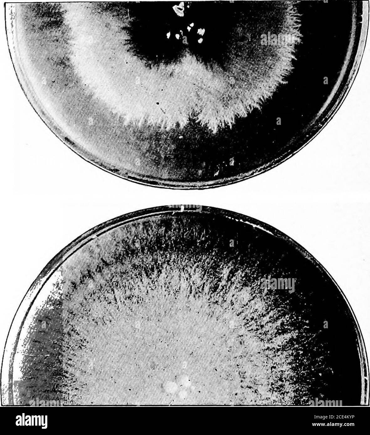 . Pathogenic microörganisms; a practical manual for students, physicians, and health officers . Fig. 92.—-Hair riddled with ringworm fungus. Megalosporon variety.. Fig. 93.- -These two half-plates show three months growth on peptone-maltose agar oftwo megalosporon varieties of the ringworm fungus. Natural size. to the fact that there are several different kinds of species of fungusincluded under each type. The species included under T. microsporon arefew in number, and, with the exception of one which causes the common THE HYPHOMYCETES 237 contagious herpes of the horse, almost entirely human Stock Photo