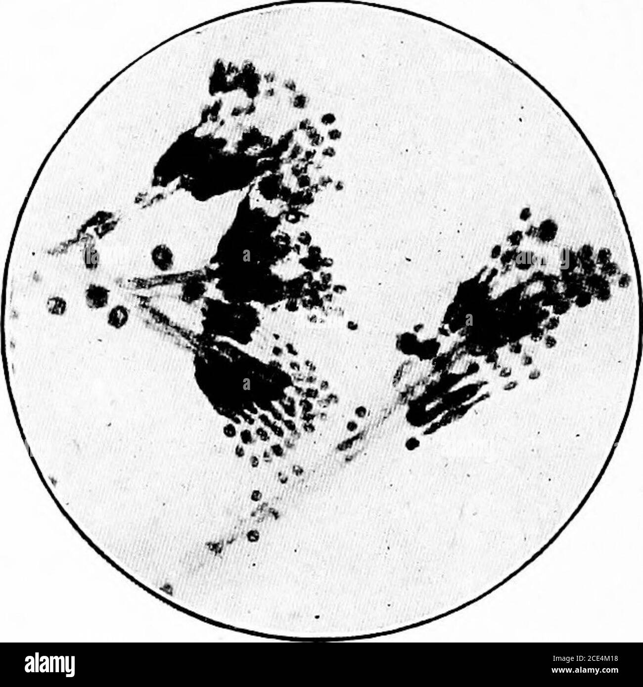 Mucor Black and White Stock Photos & Images - Alamy