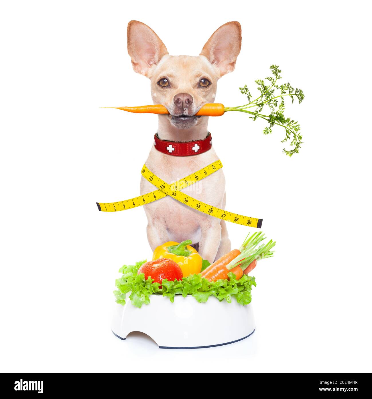healthy hungry dog Stock Photo