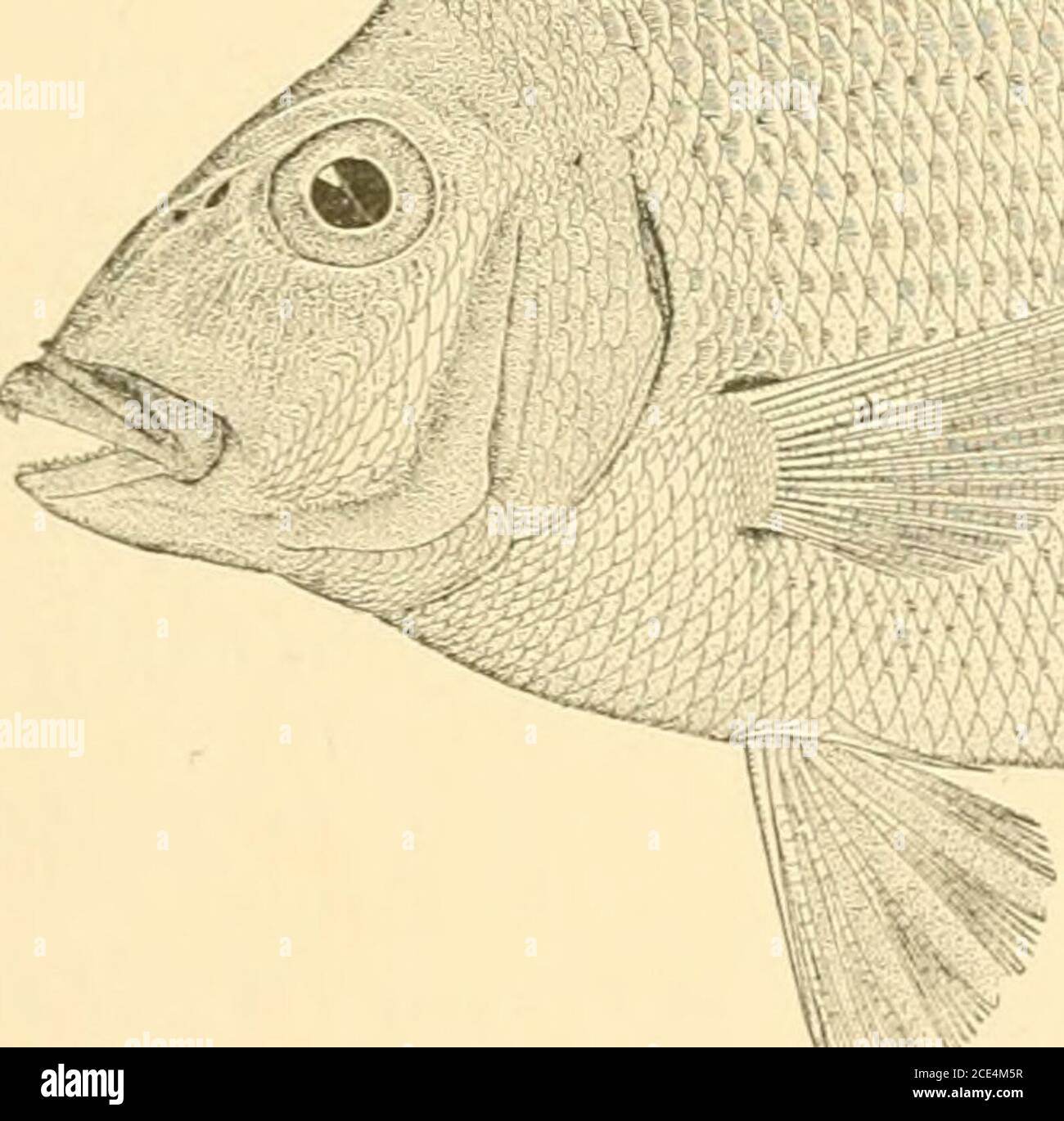 American Fishes A Popular Treatise Upon The Game And Food Fishes Of North America With Especial Reference To Habits And Methods Of Capture Who Wish To Preserve The Memory Of