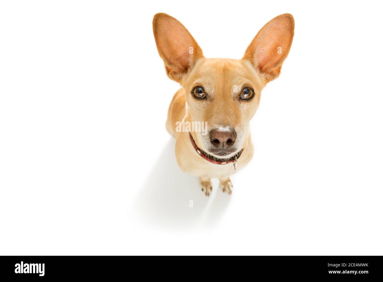close up curious dog looks up Stock Photo