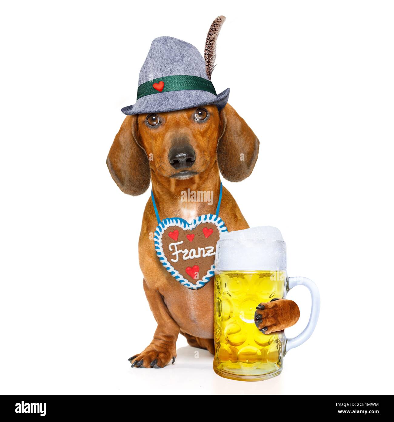 bavarian beer dachshund sausage dog Stock Photo