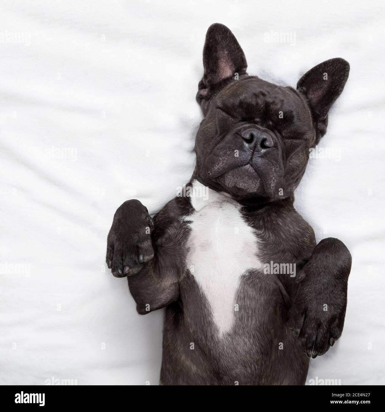 dog sleeping in bed Stock Photo - Alamy