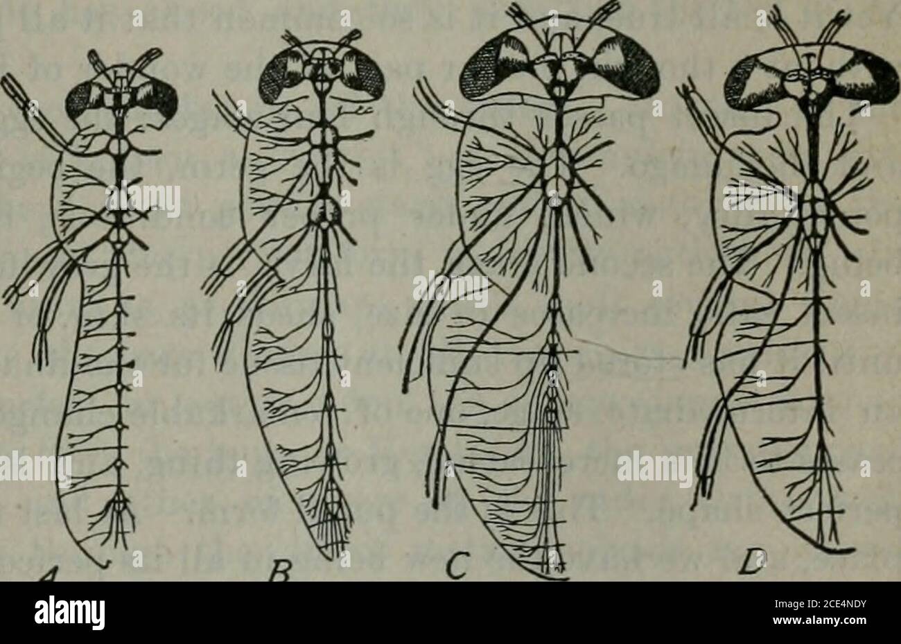 Synneuron Insect . Appendix to the Journals of the Senate and Assembly of the ...
