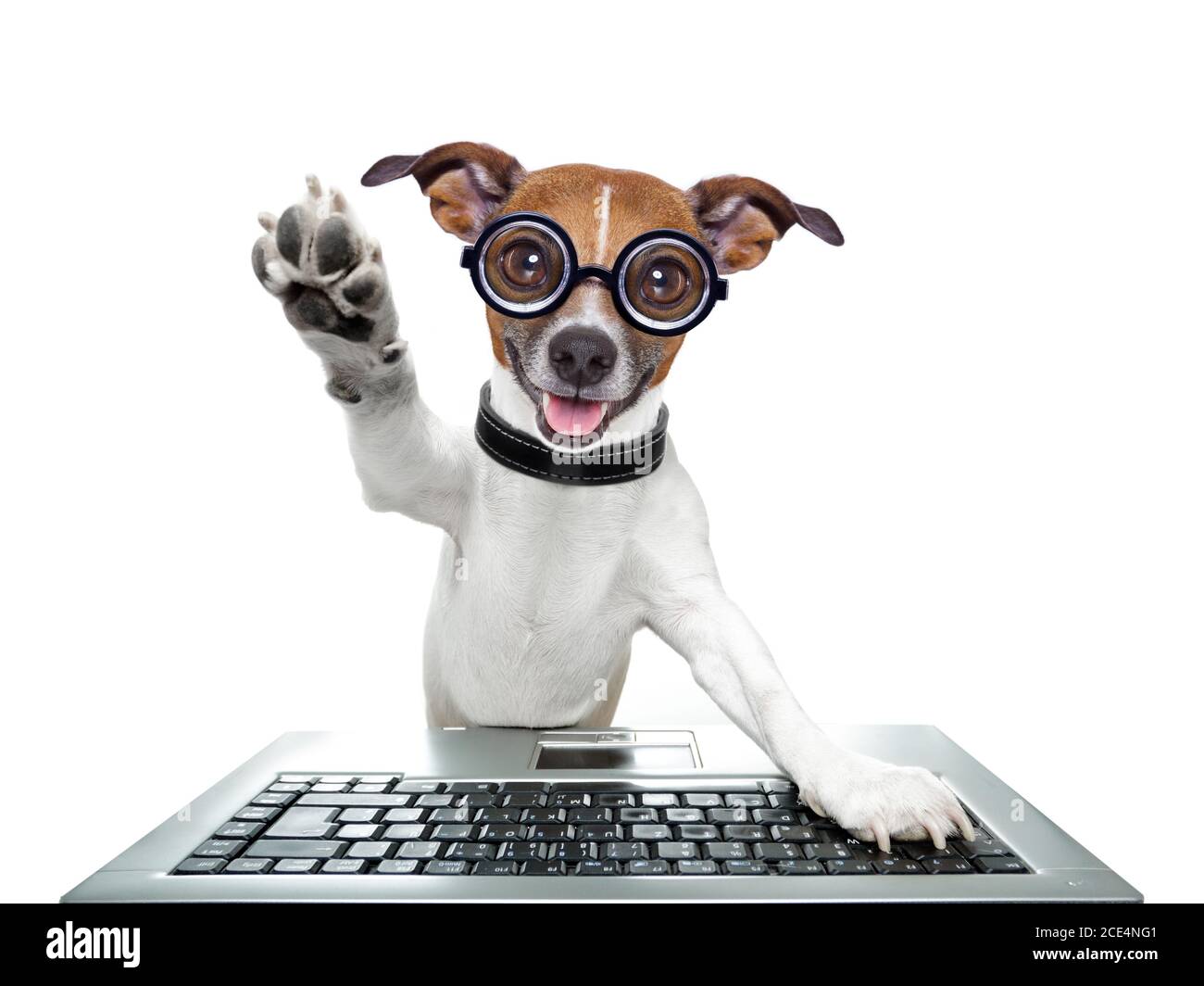 silly computer dog Stock Photo