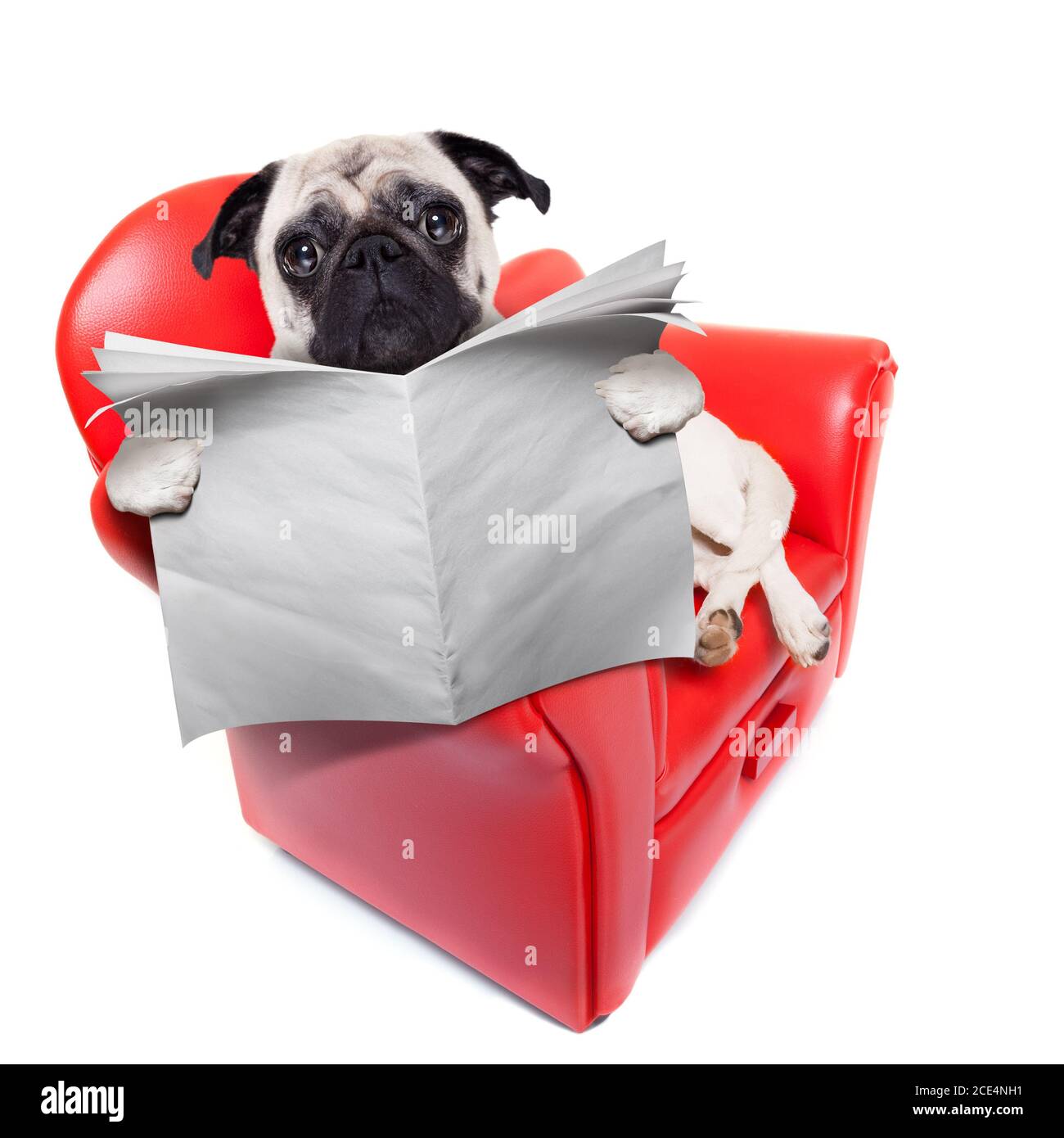 dog sofa newspaper Stock Photo Alamy