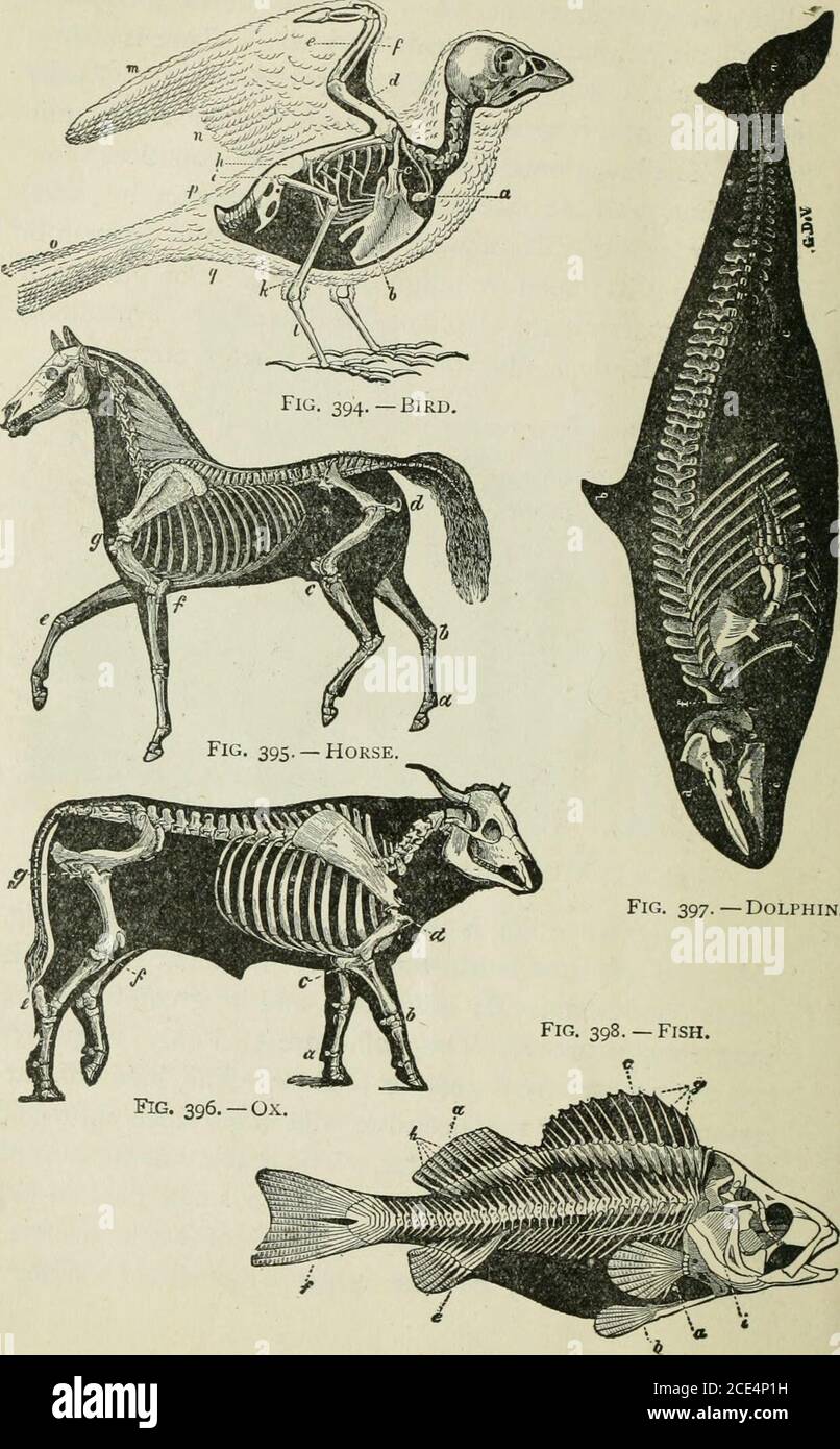 . Beginners' Zoology . Are the dew claws of cattle useless .Will they